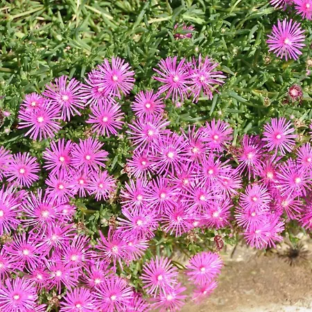 Bed & Breakfast Clos San Gianni 3*