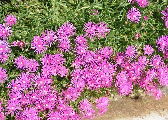 ベッド・アンド・ブレックファスト Clos San Gianni 3*